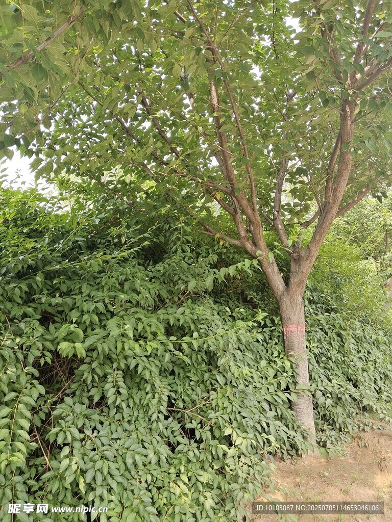 繁茂綠植中的樹木景觀