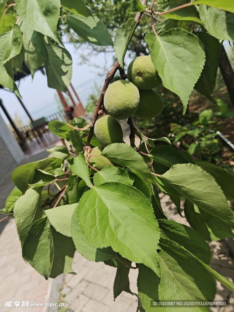 枝頭青蘋果 綠葉相伴