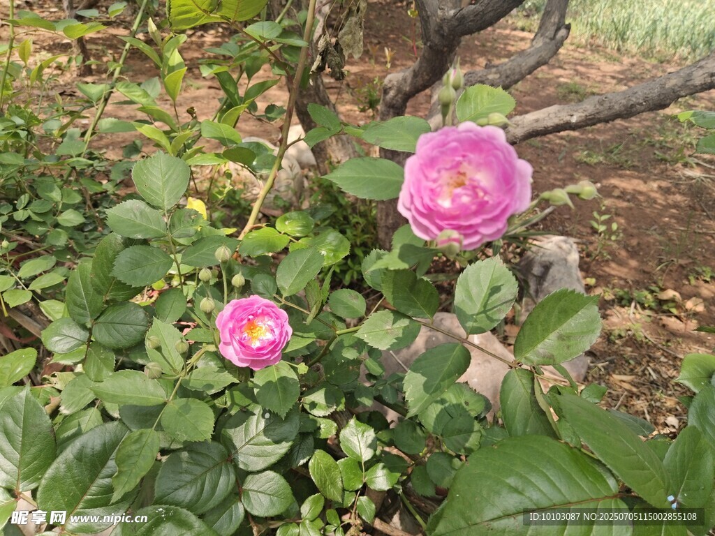 兩朵嬌艷的粉色月季花