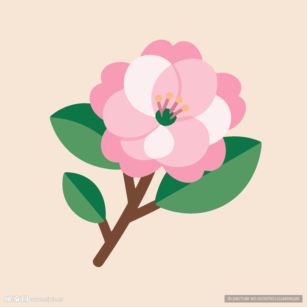 粉色山茶花插畫