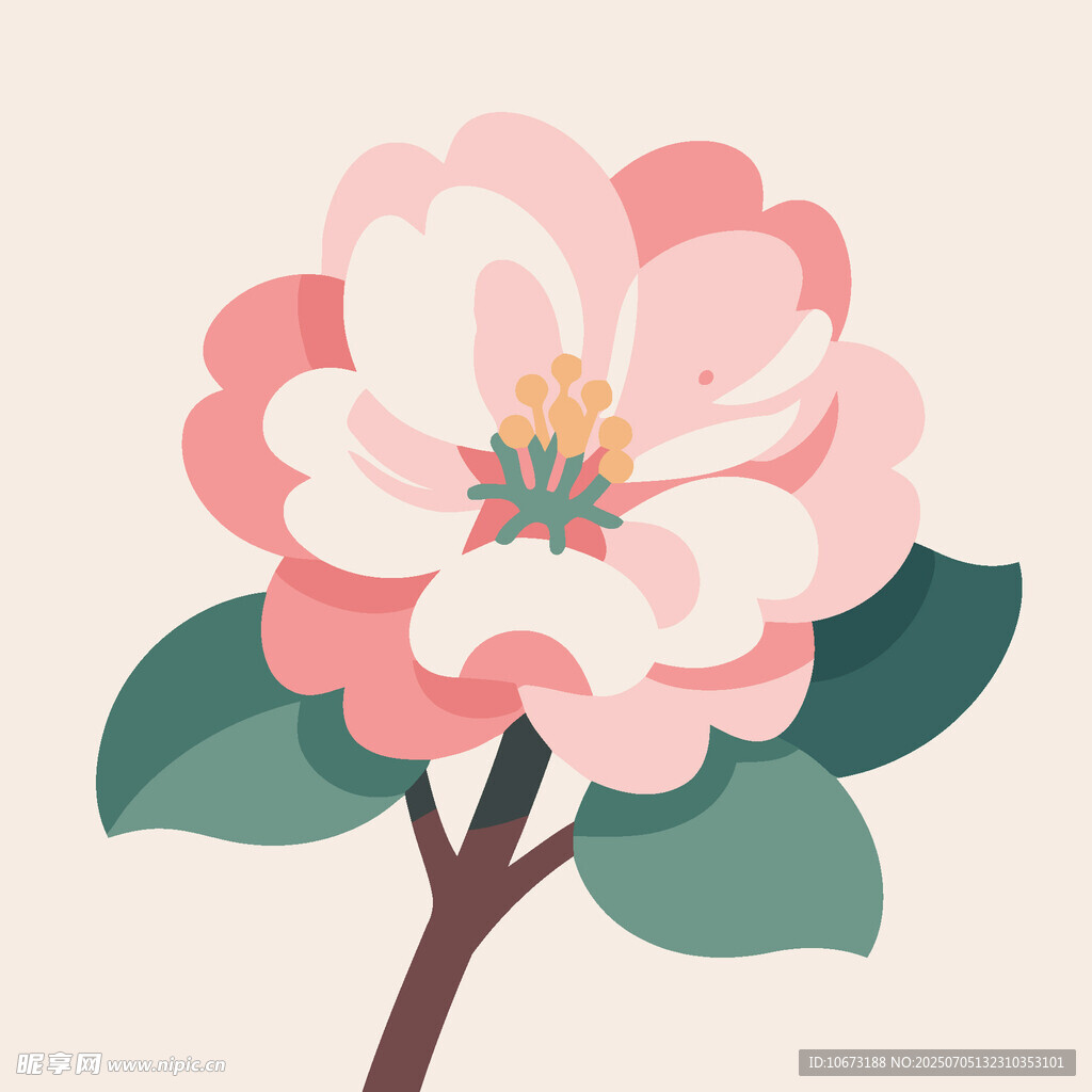粉色山茶花插畫