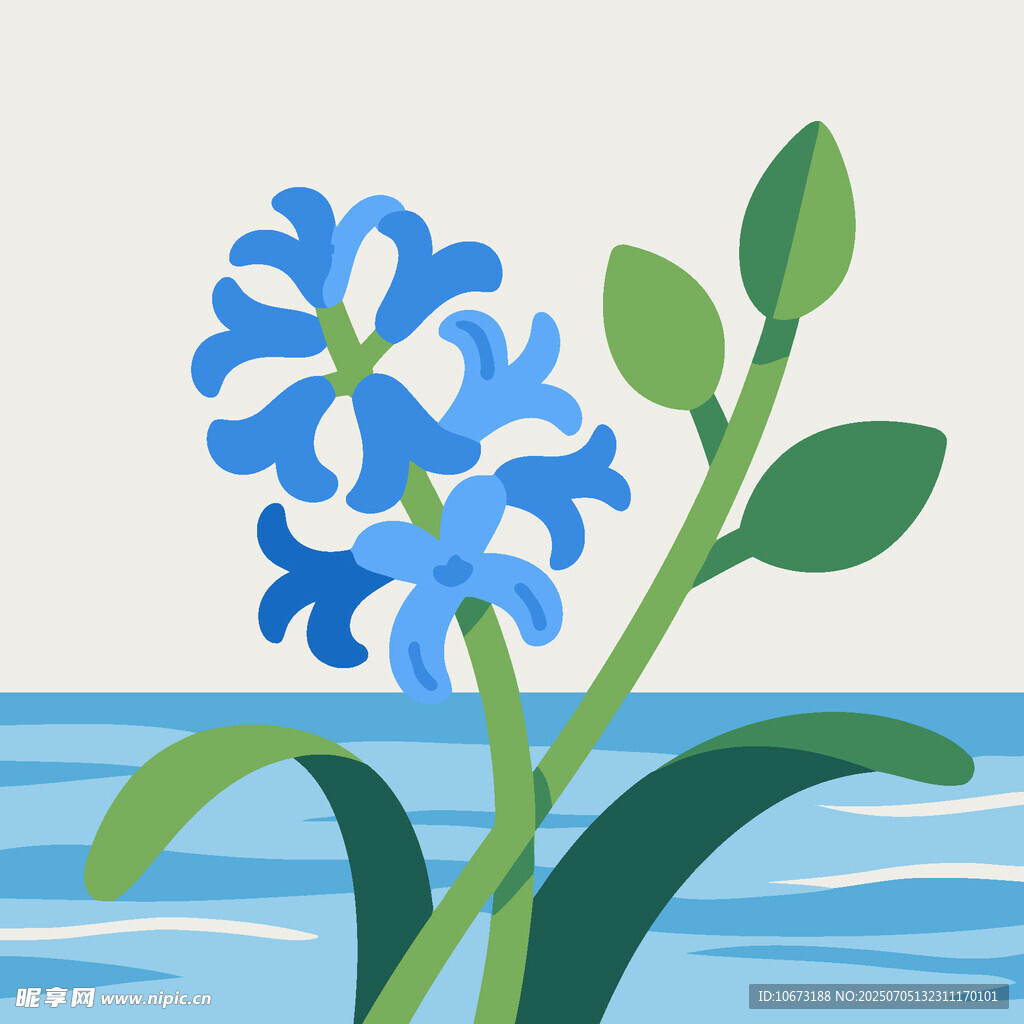 海邊風信子插畫