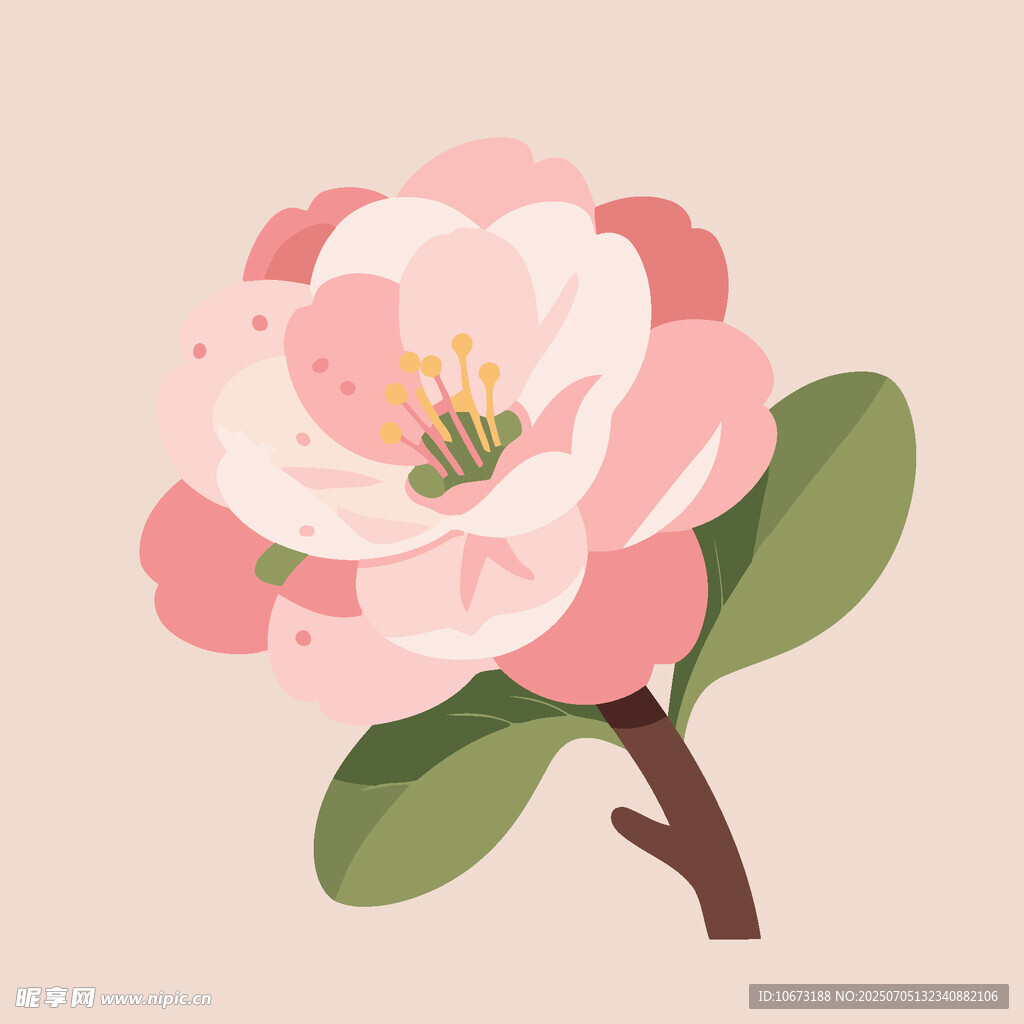 粉色嬌艷山茶花插畫
