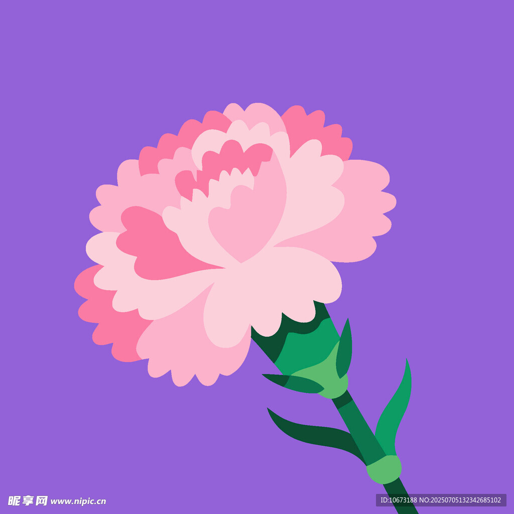 粉色康乃馨插畫