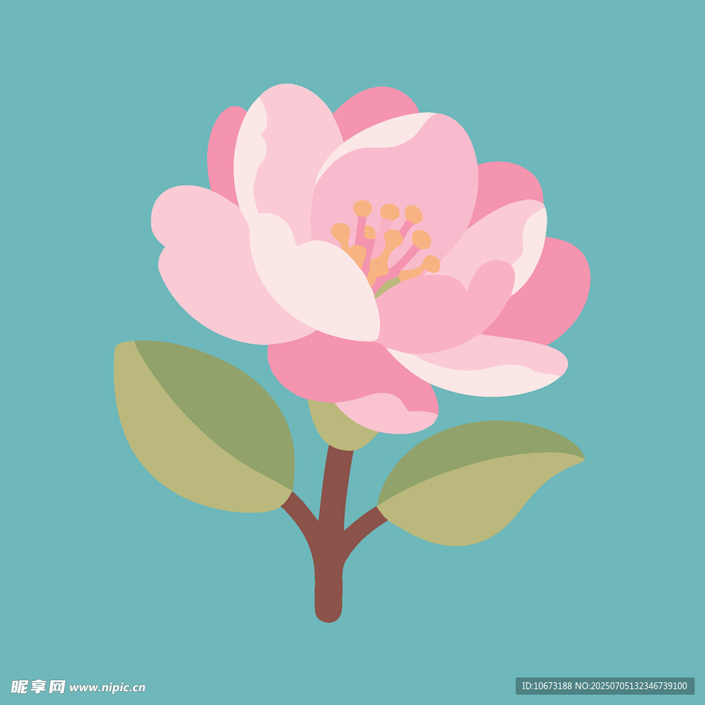 粉色山茶花插畫