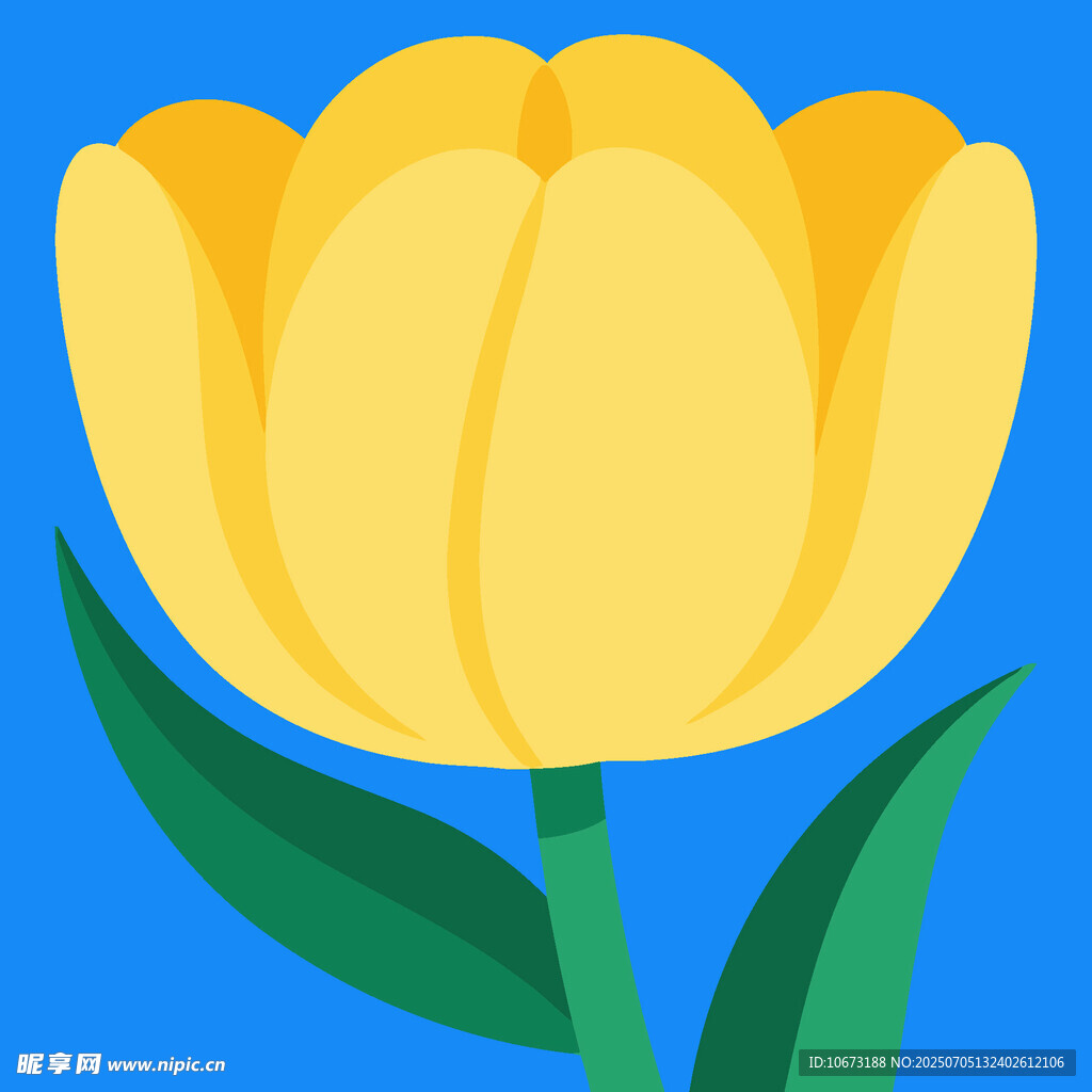 黃色郁金香插畫