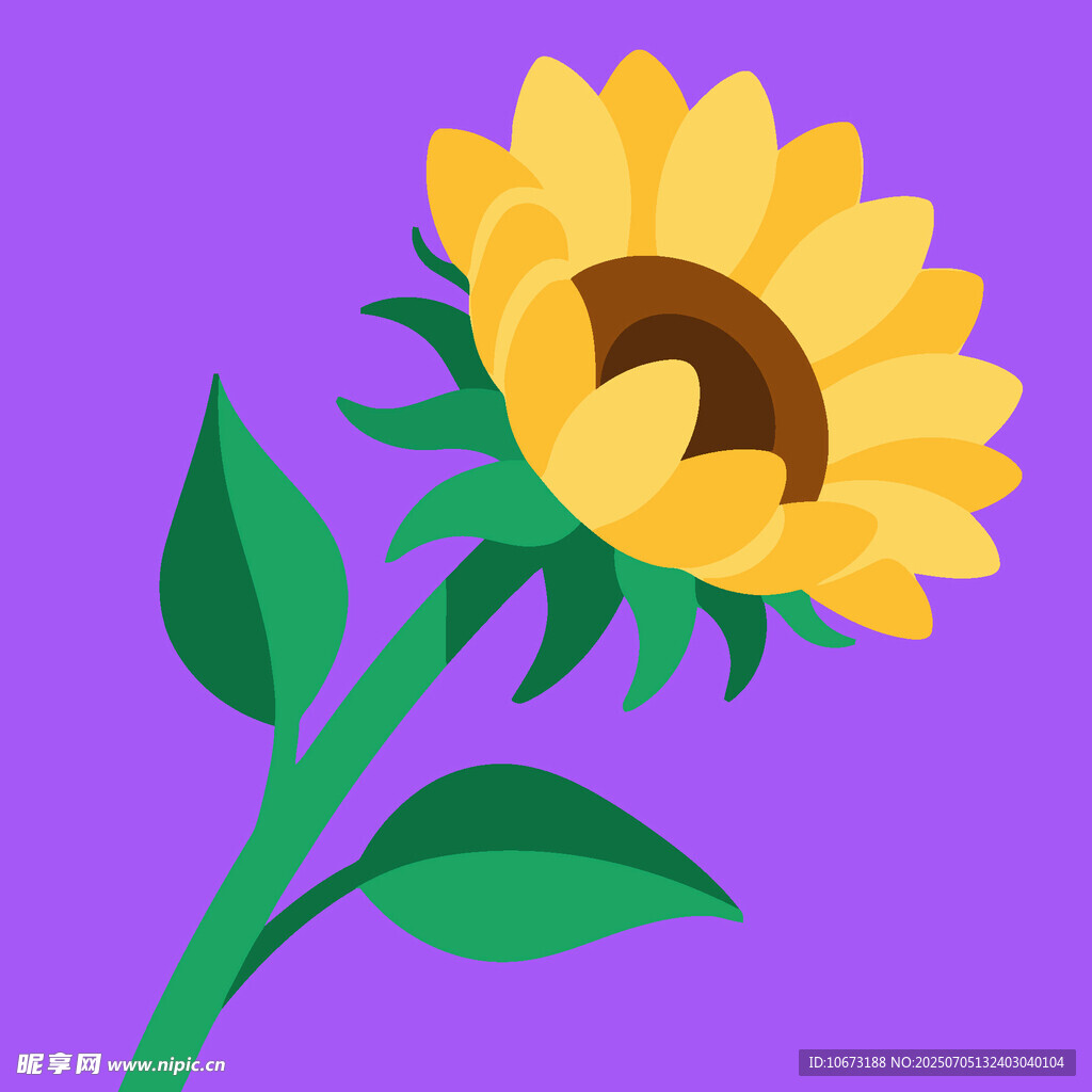 紫色背景上的黃色向日葵
