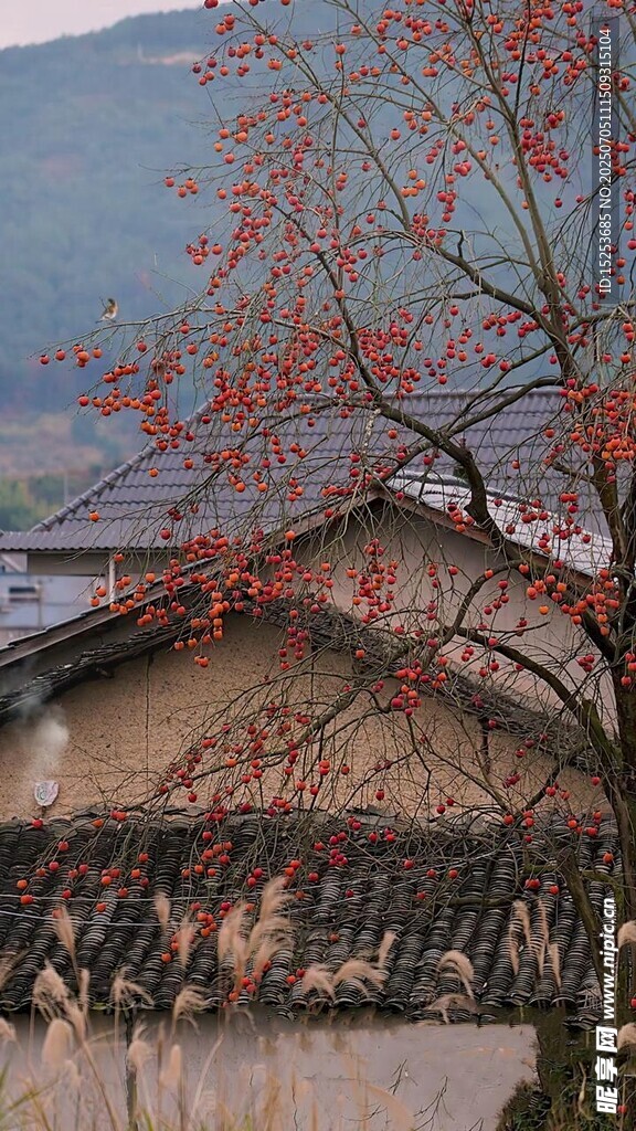 古宅旁的紅枝景致