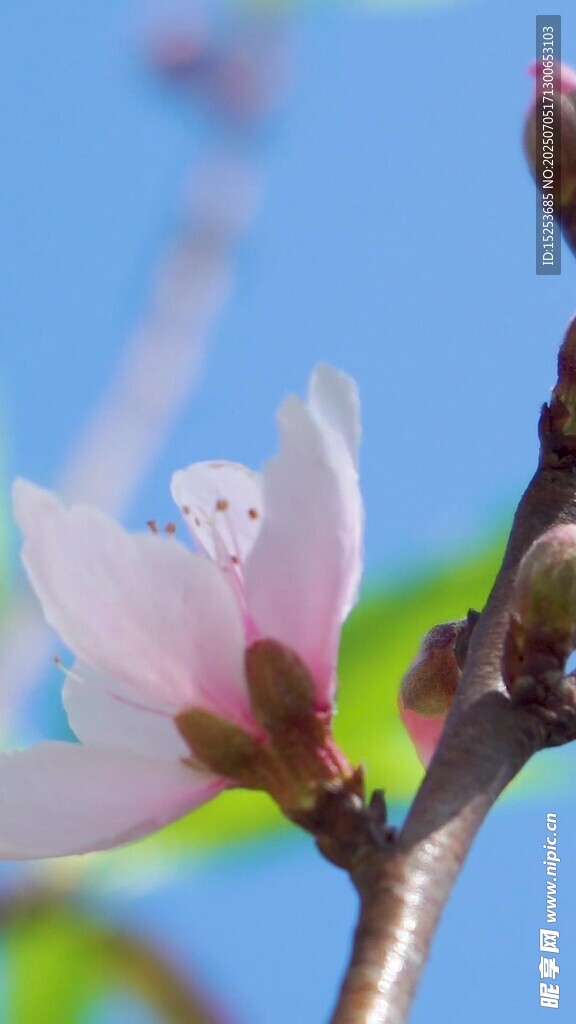 枝頭綻放的粉嫩桃花