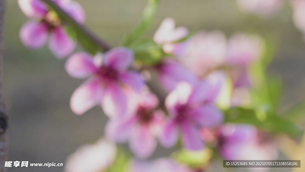 枝頭綻放的粉嫩花朵