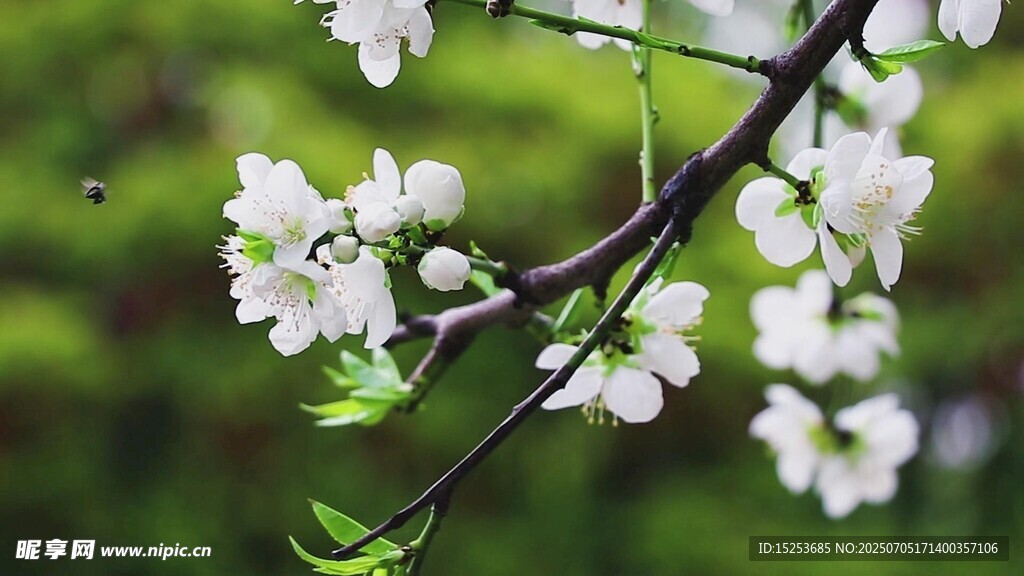 枝頭綻放的潔白花朵