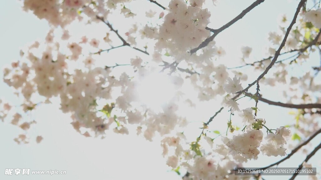 春日繁花樹(shù)枝