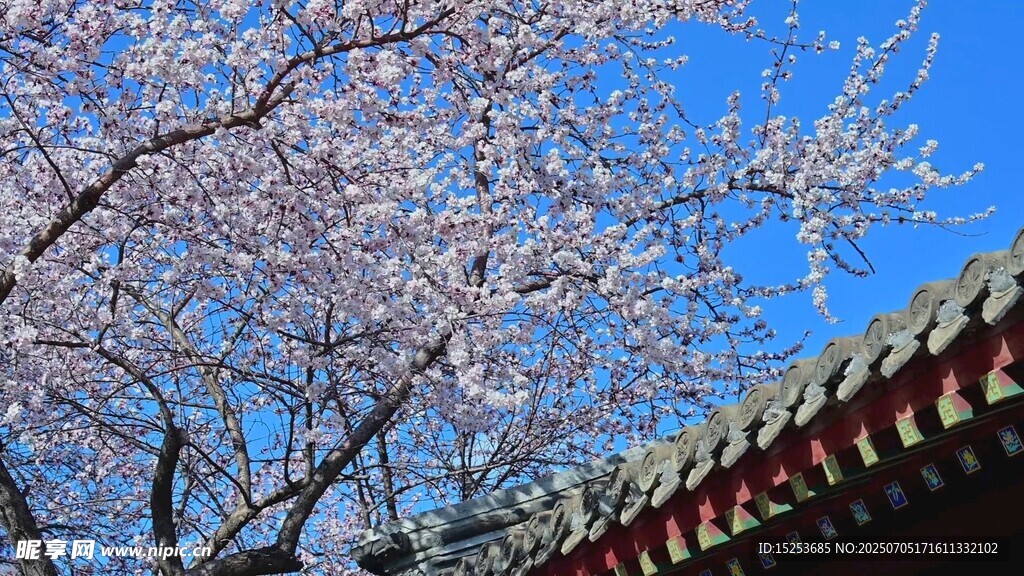 藍(lán)天映襯下的古建筑與櫻花