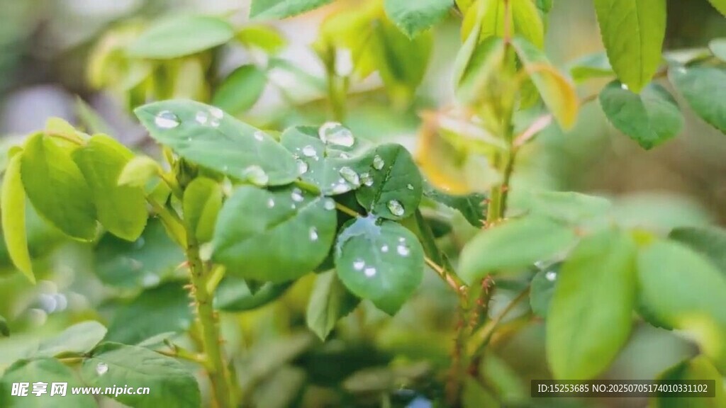 綠葉上的晶瑩露珠