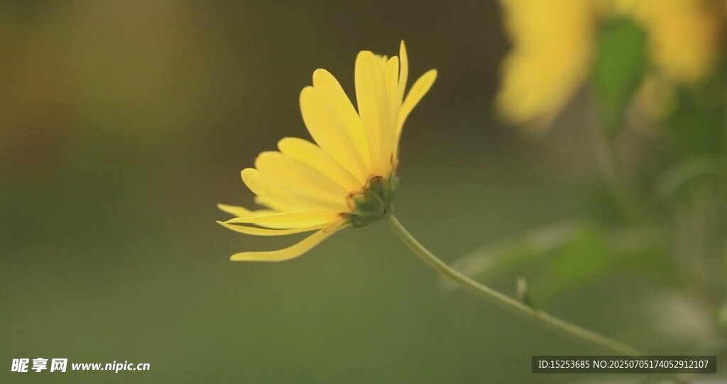 黃色小花特寫