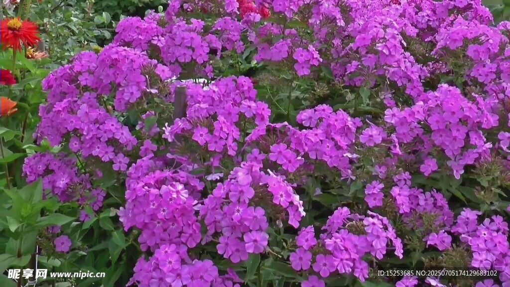 紫色繁花綻放