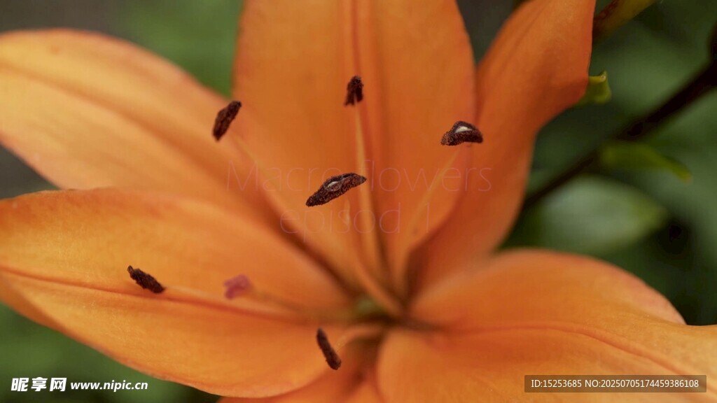 橙色百合花特寫