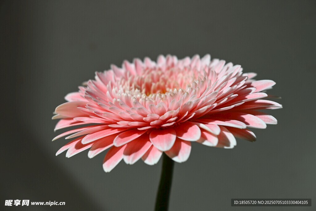 粉色非洲菊特寫(xiě)