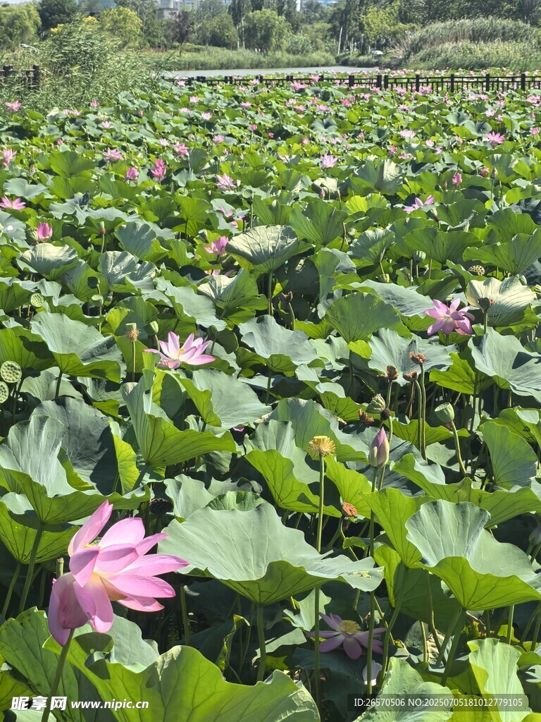 夏日荷花盛開(kāi)