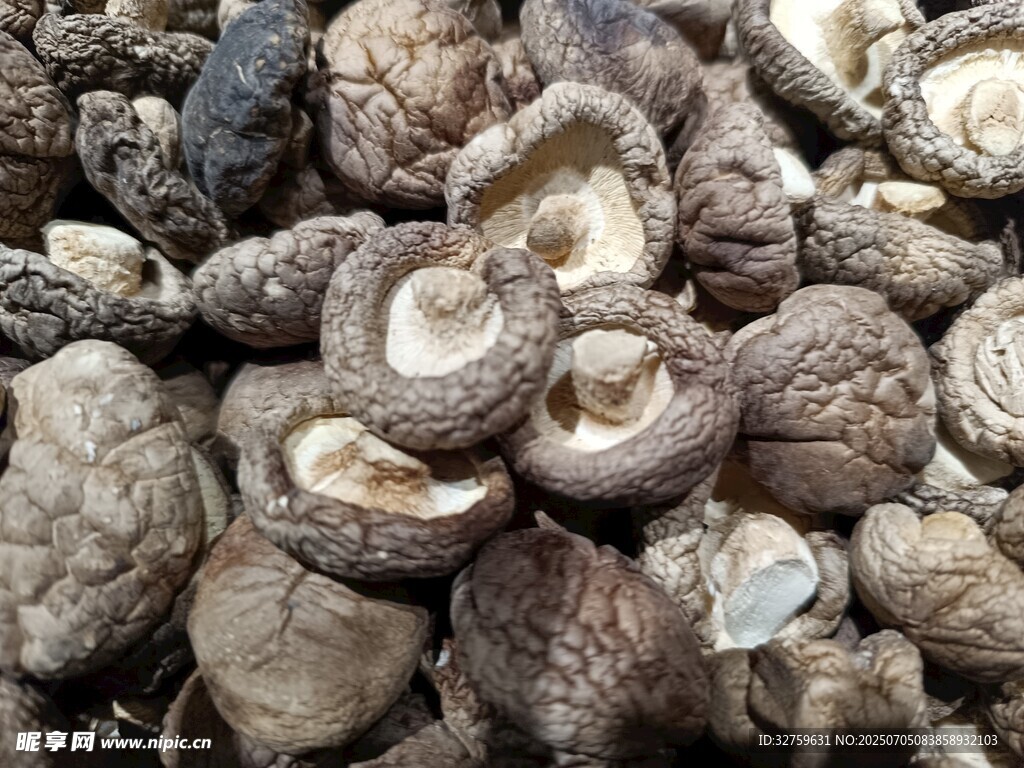 干香菇特寫