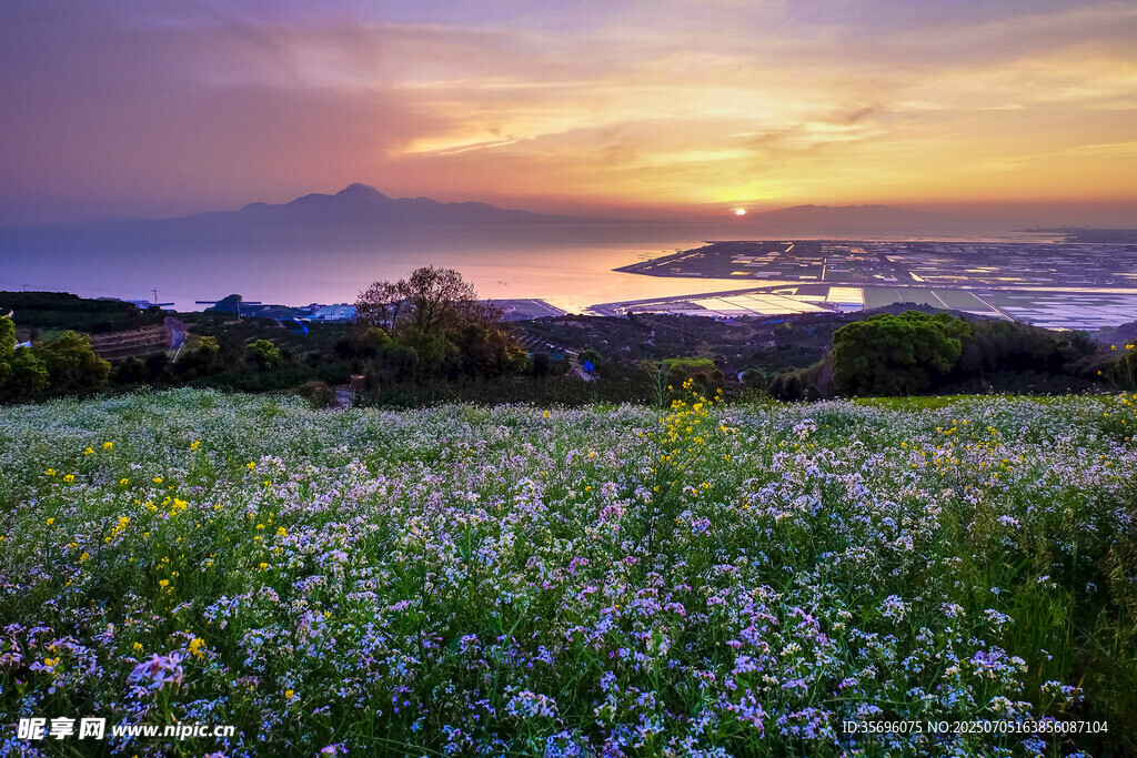 日落時分的絢爛花田美景