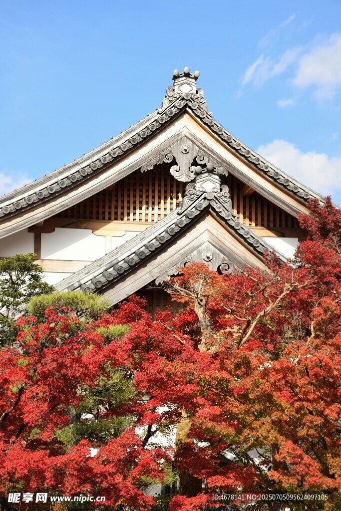 古建前的絢爛紅葉