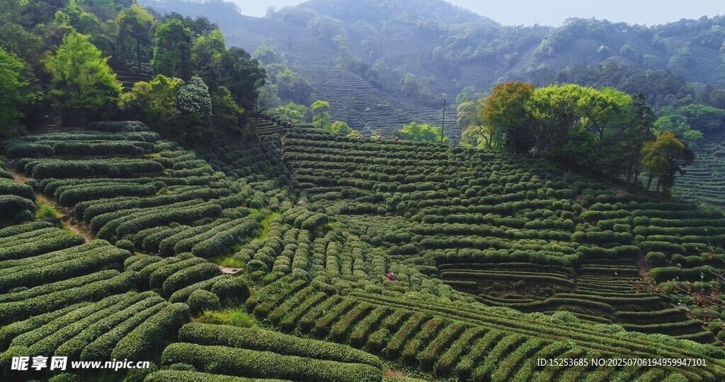 層層疊翠的美麗茶山風(fēng)光