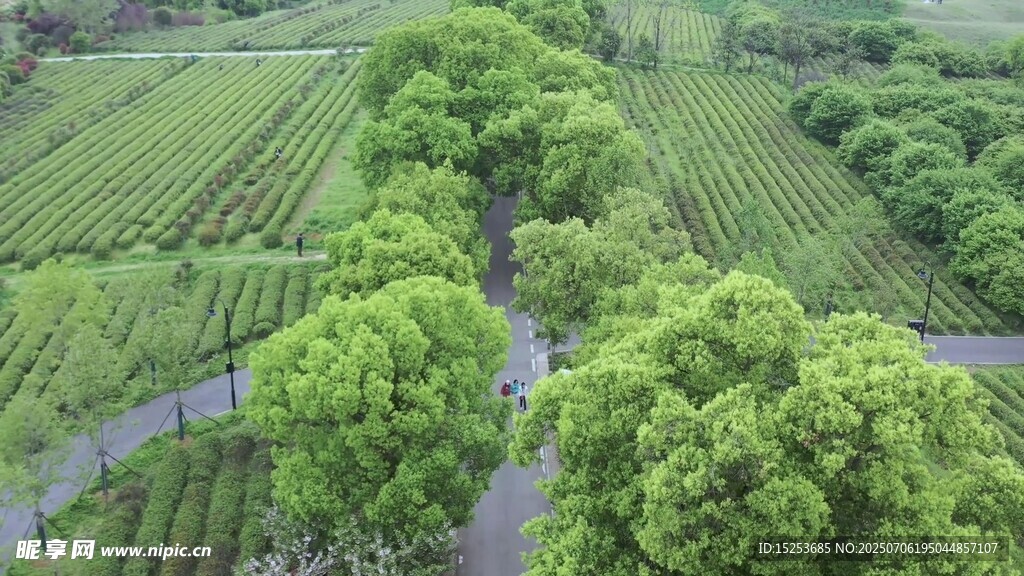 航拍田園綠樹交錯美景