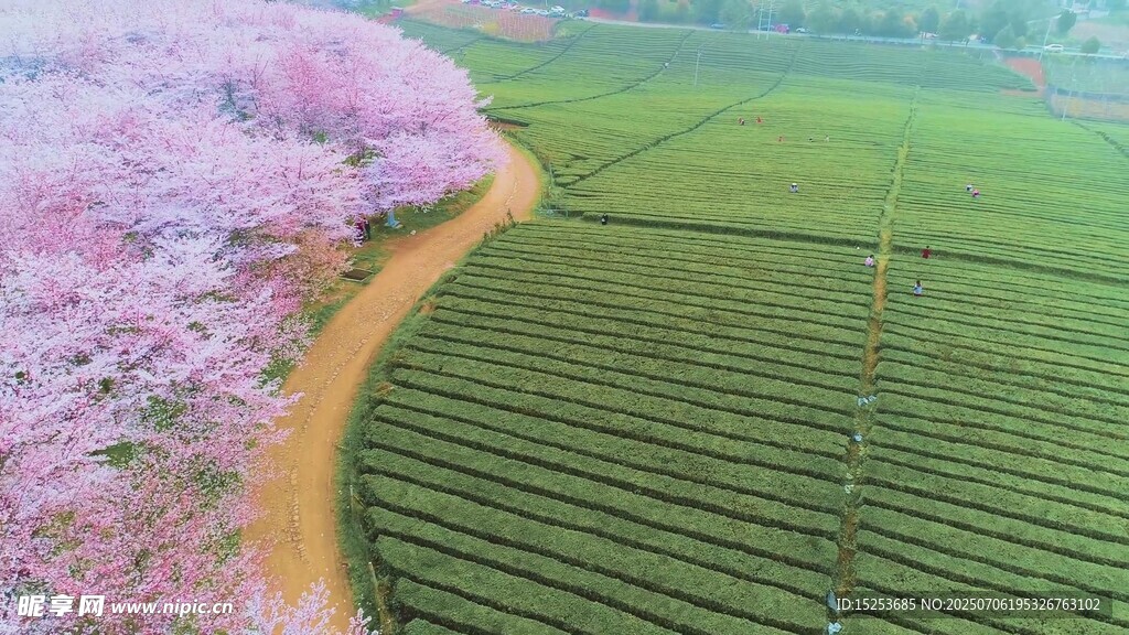 櫻花茶園美景
