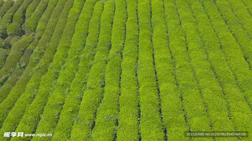 翠綠整齊的農(nóng)田景觀