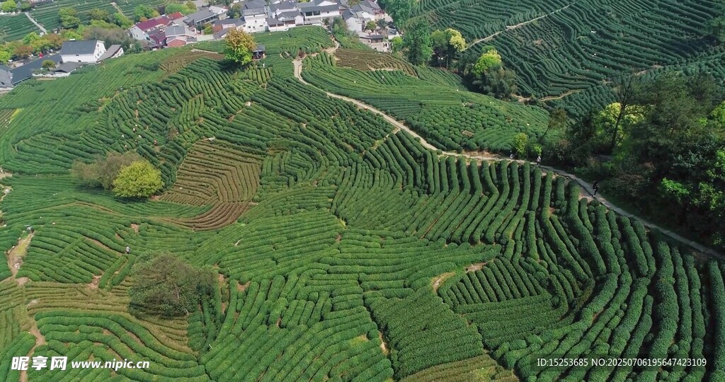 航拍層層疊疊的翠綠梯田