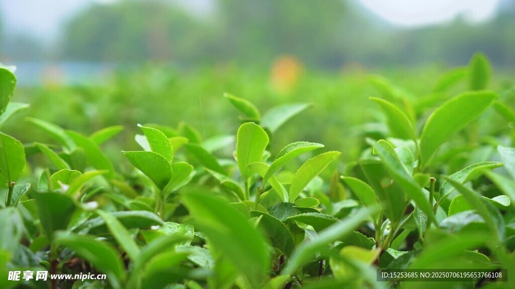 嫩綠繁茂的植物葉片