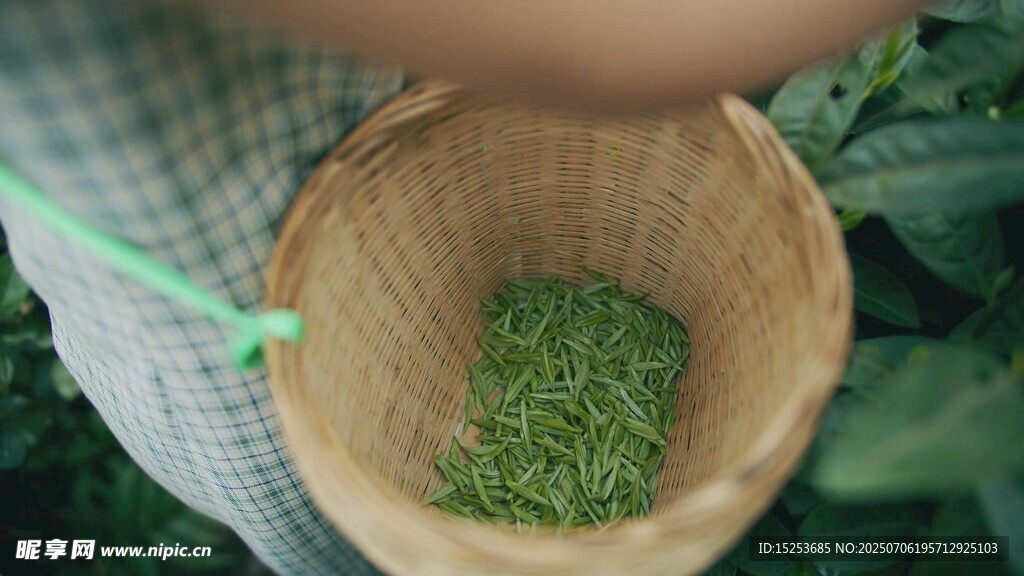 竹籃盛著嫩綠茶葉