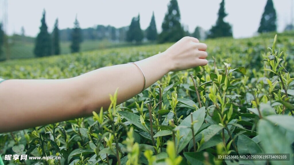 手觸茶園綠意