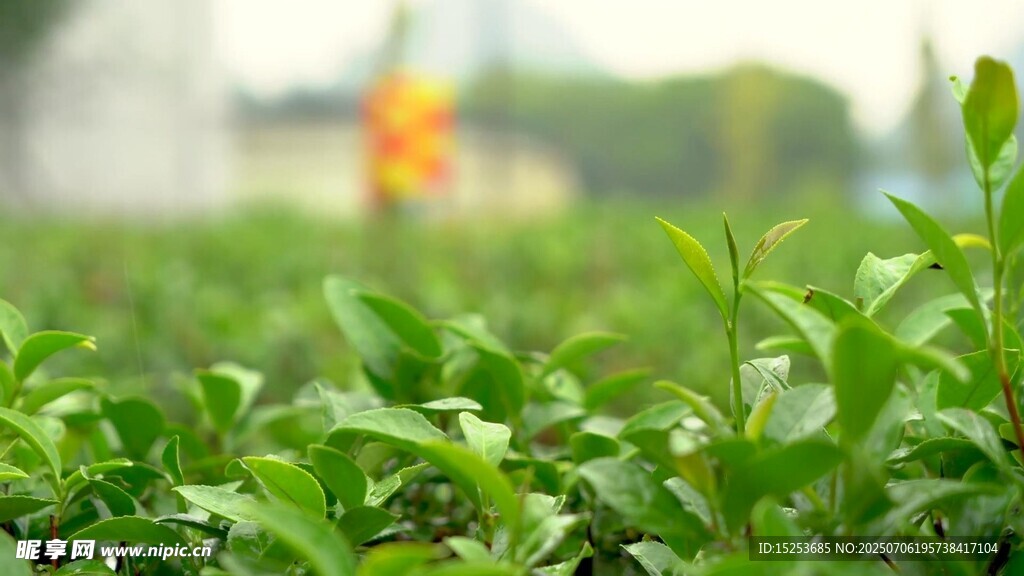 翠綠茶園清新自然景致