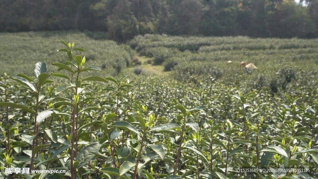 翠綠茶園風(fēng)光