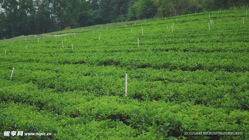 翠綠茶園風光