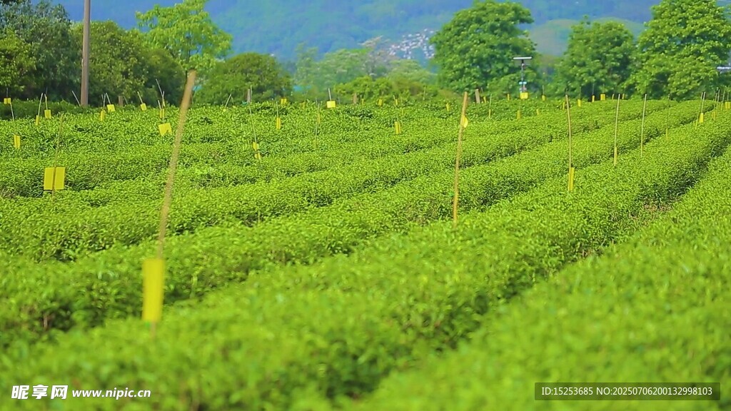 翠綠茶園風光
