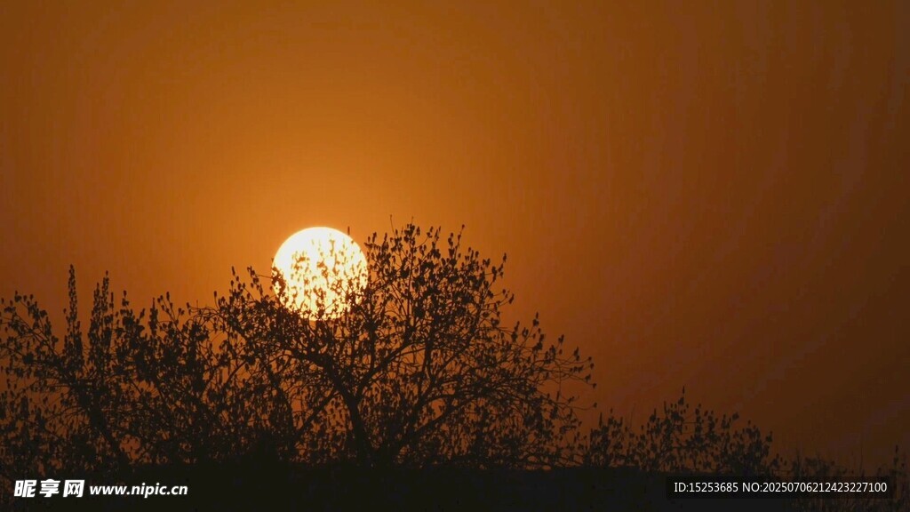 夕陽下的樹木剪影