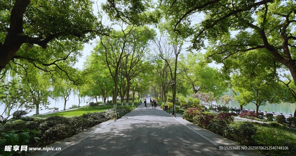 林蔭小道靜謐自然之景