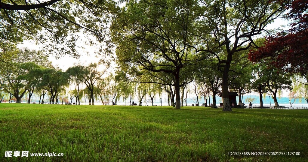 綠意盎然的公園草地景觀