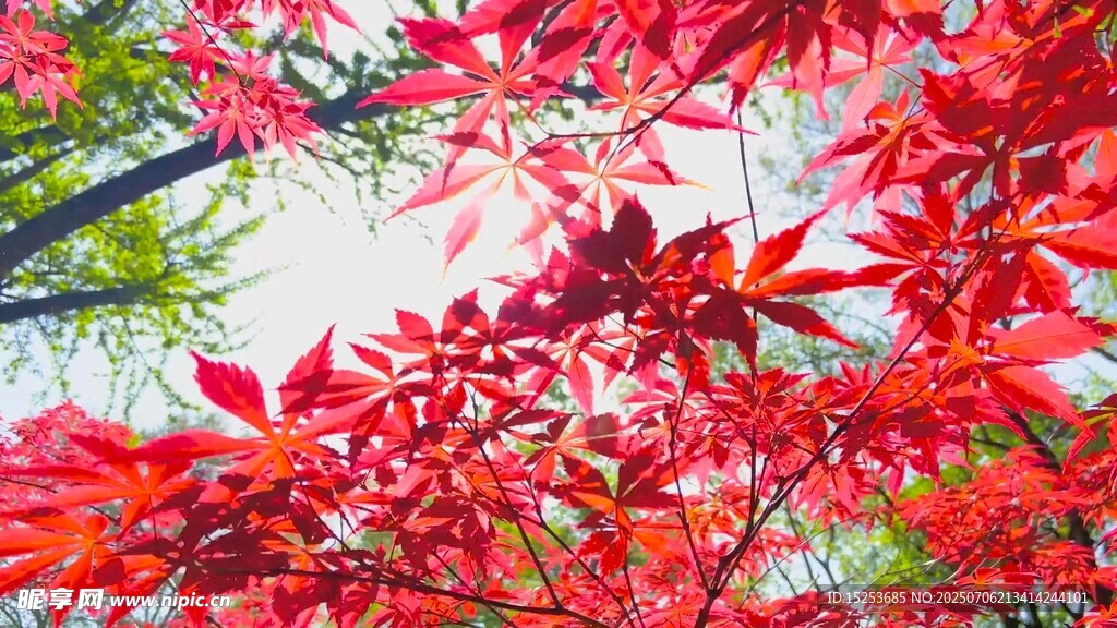 秋日紅楓絢爛枝頭