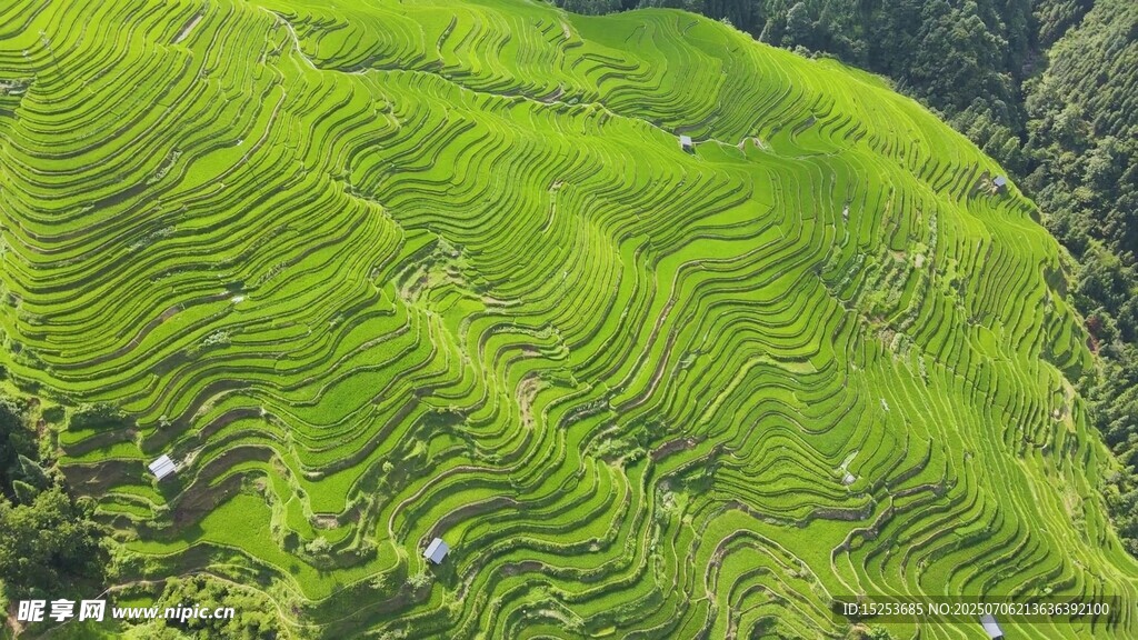 翠綠梯田俯瞰美景