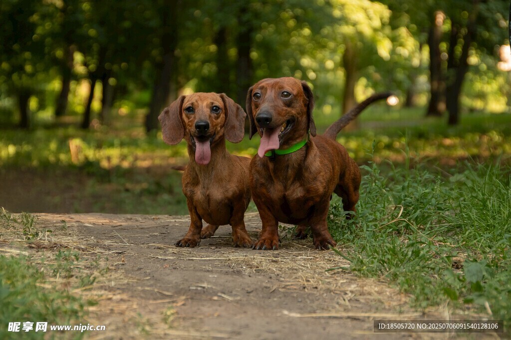 兩只臘腸犬