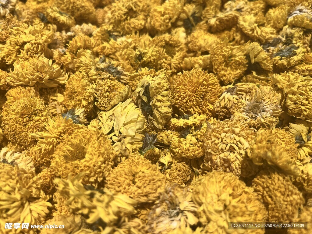 菊花干