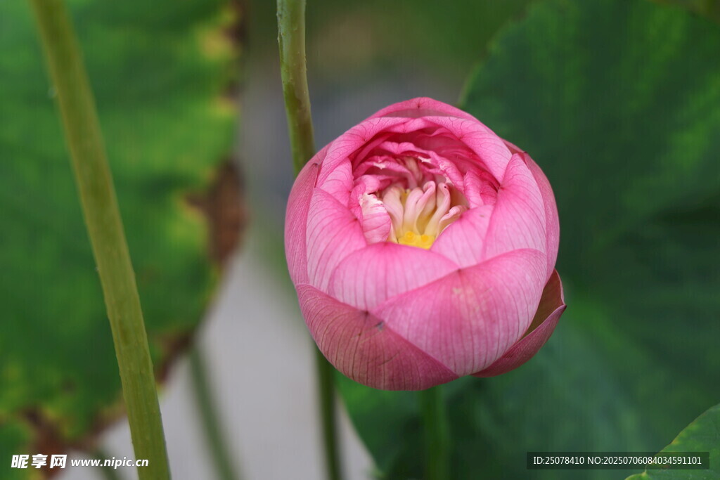 花苞