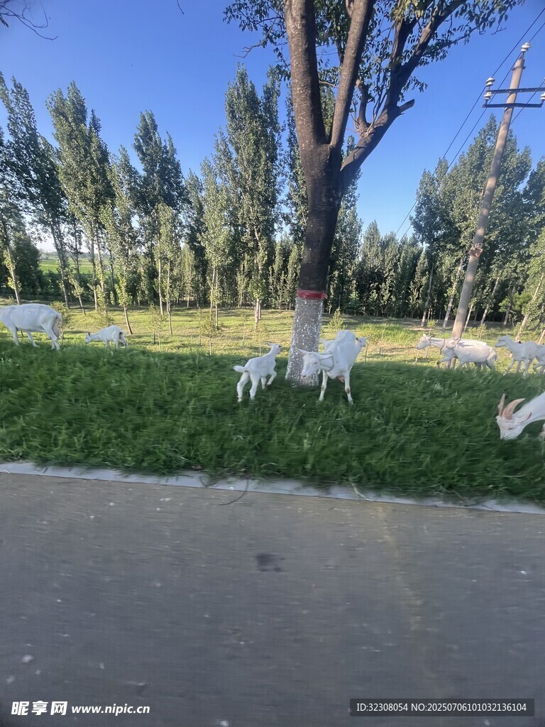 路邊草地的悠閑羊群