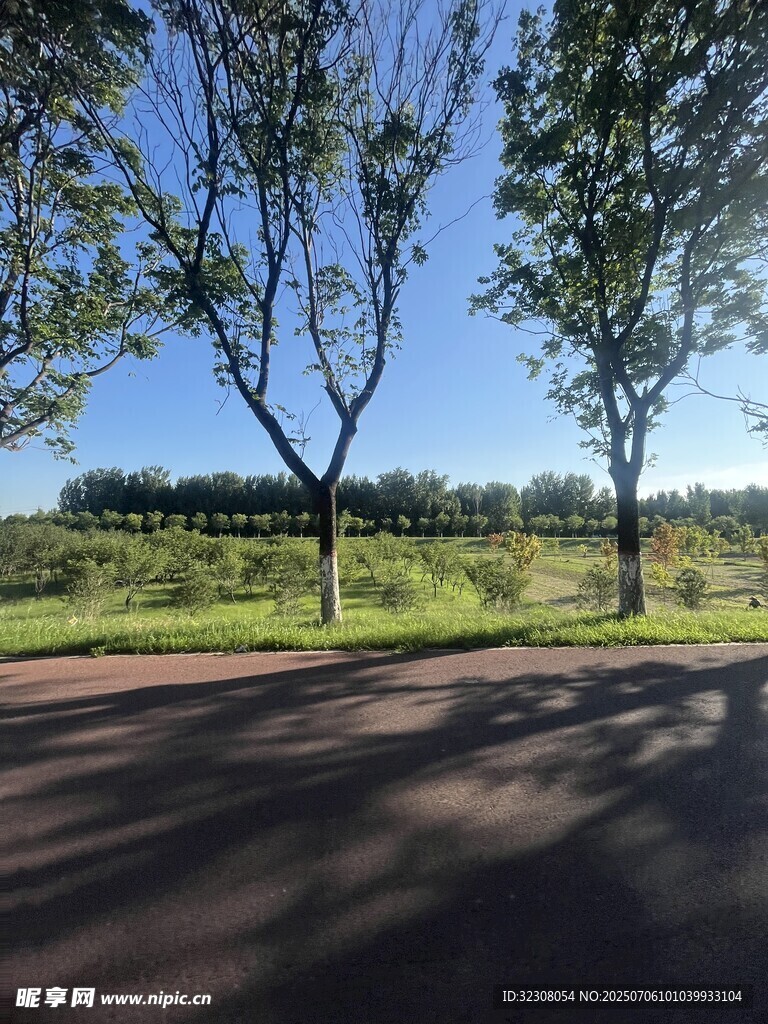 陽(yáng)光灑落的林間道路