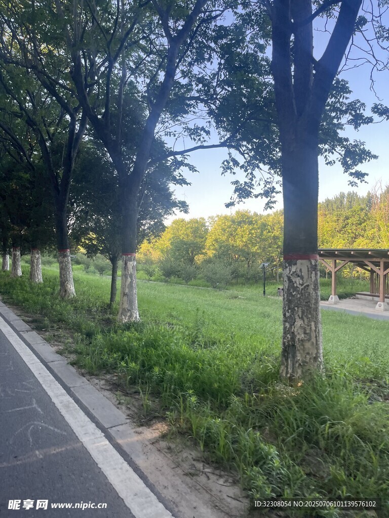 林蔭小道旁的綠意景致