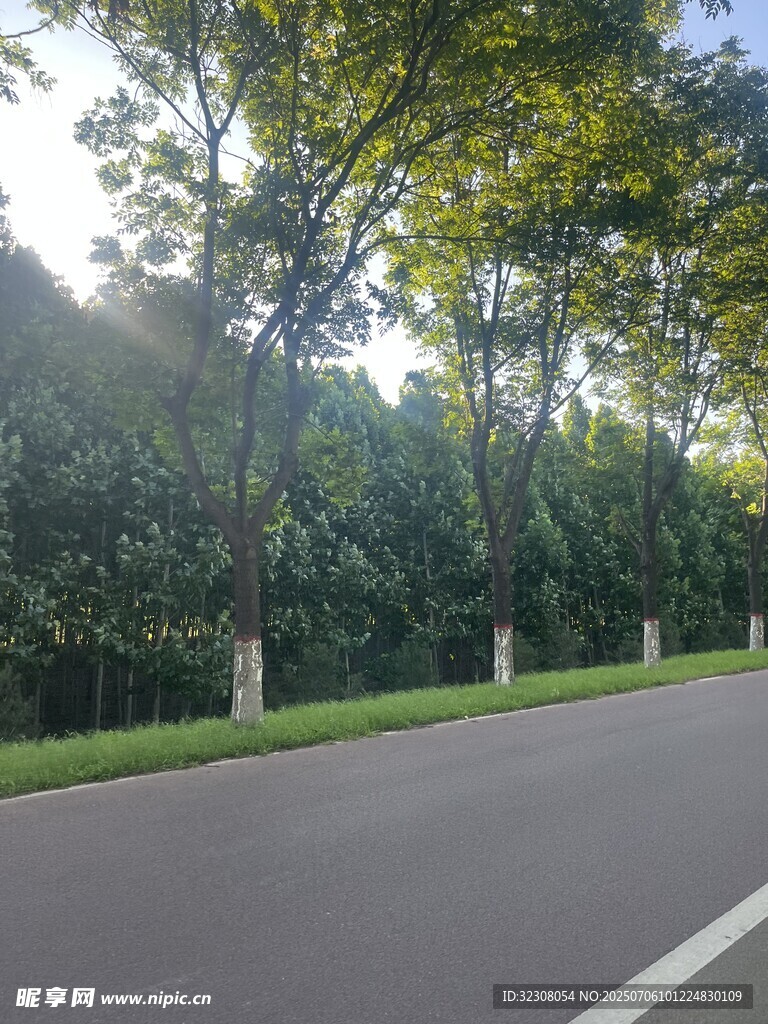 林蔭道路 